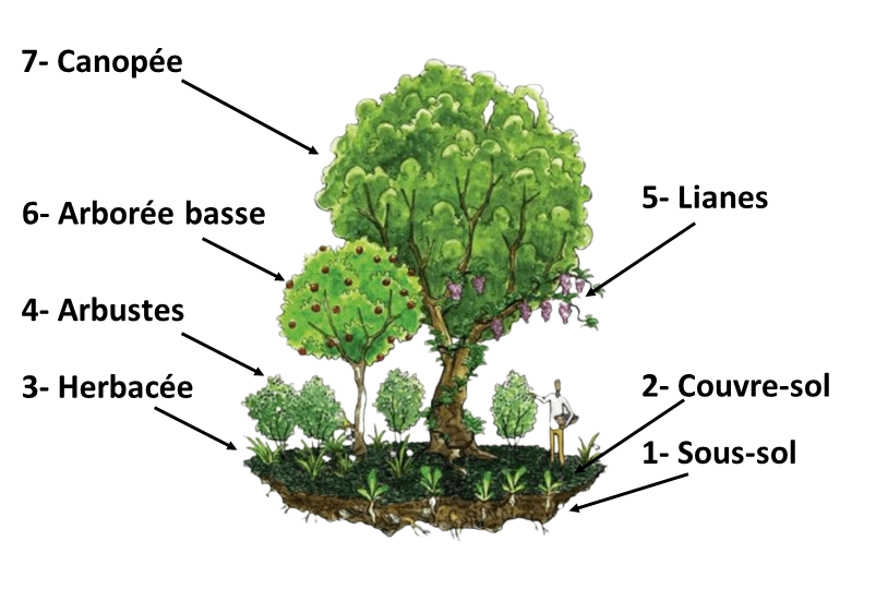 Forêt comestible